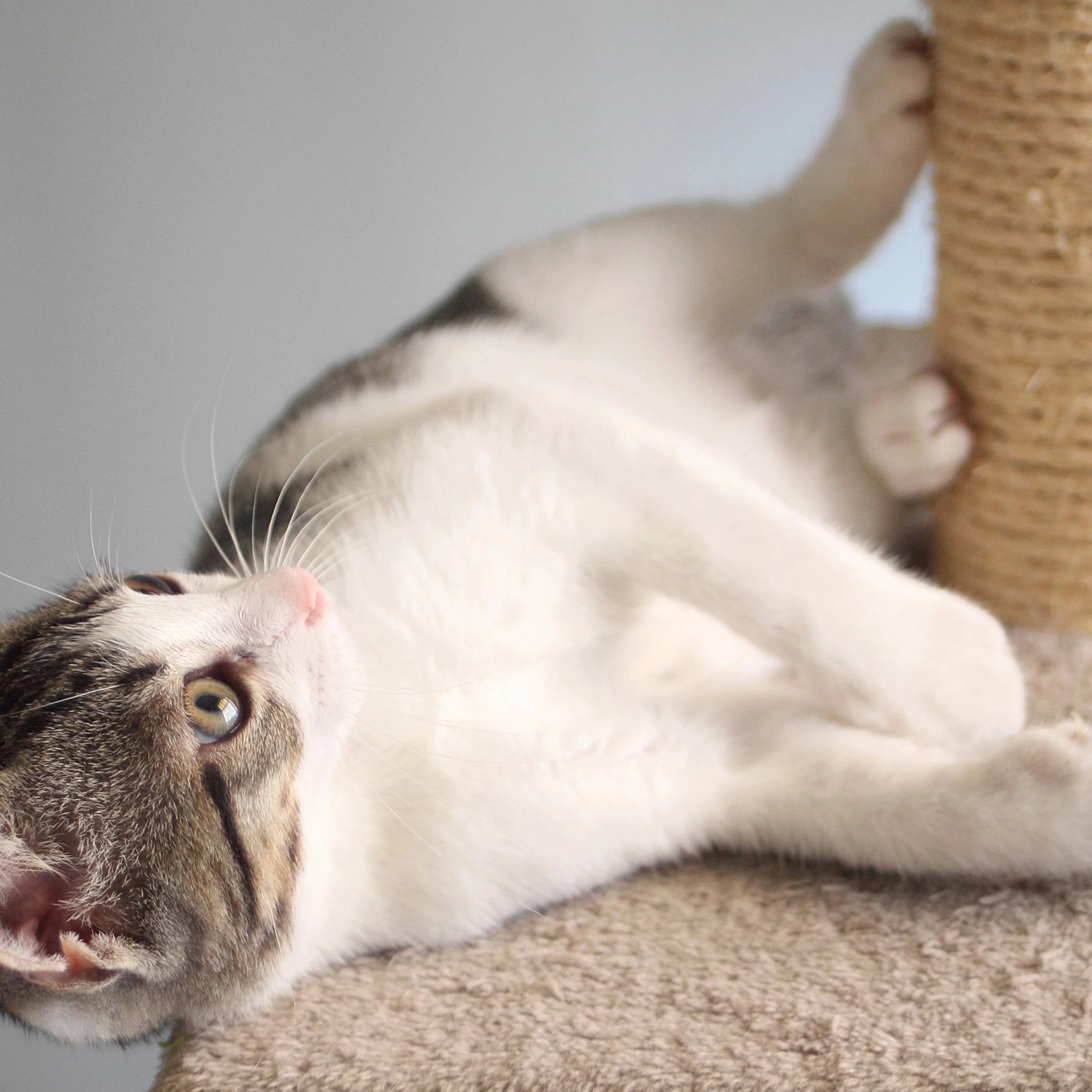 PETMAKER Cat Tree with 2 Perches, Condo, 5 Scratch Posts, and Toy (White)