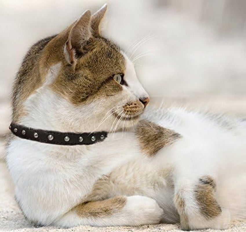 Studded Cat Collar, Genuine Leather Kitten Collar, Sturdy Breakaway Cat Collar with Bell and Elastic Stretch,Cat Accessories, Ivory White, 12 X 1/2 Inches -