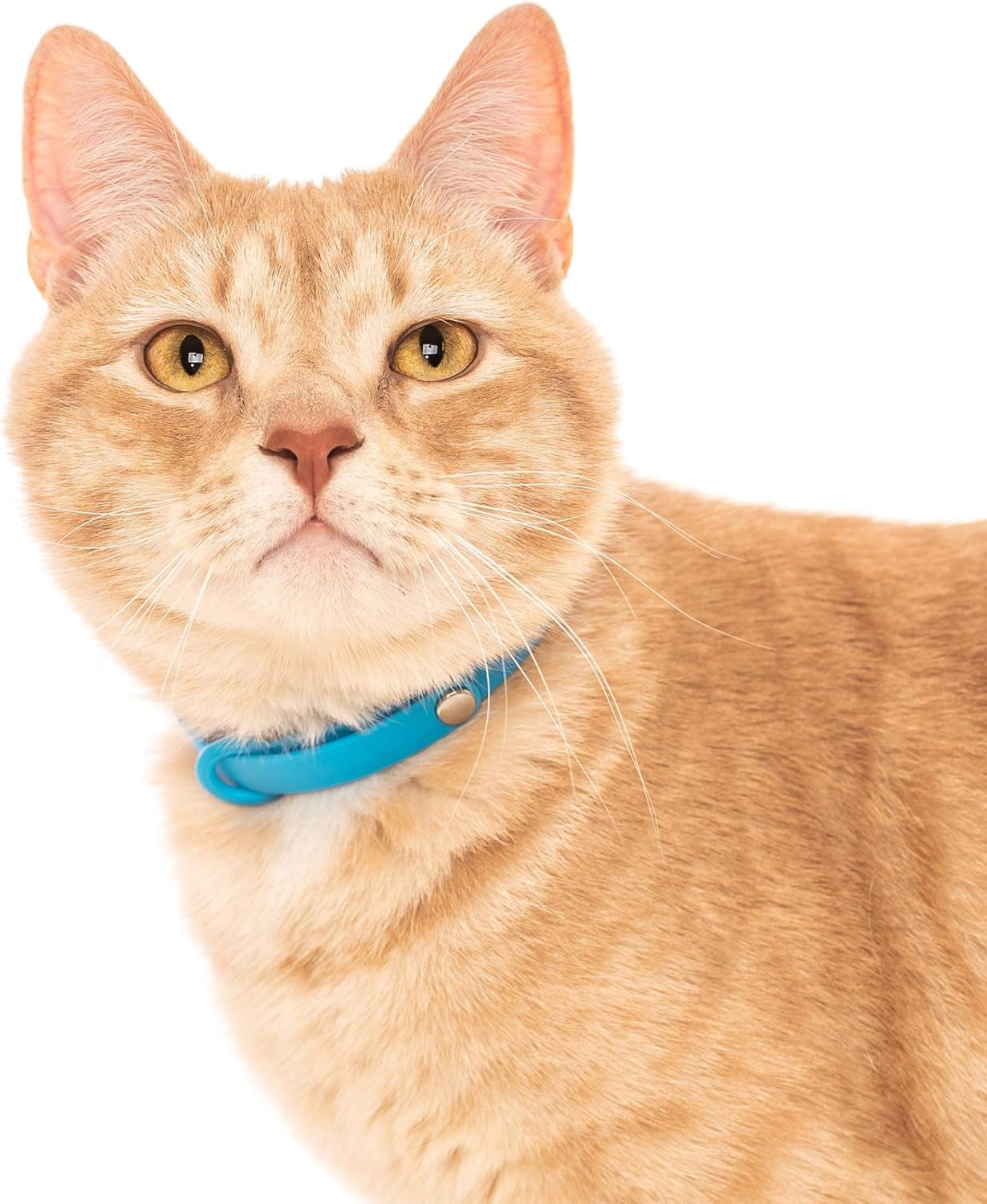 Breakaway Cat Collar - Soft, Comfortable, and Lightweight Safety Buckle Collar with ID Tag Ring for Outdoor Cats and Sensitive Skin Kittens by  (6 ⅞" to 10 ¼", Blue)