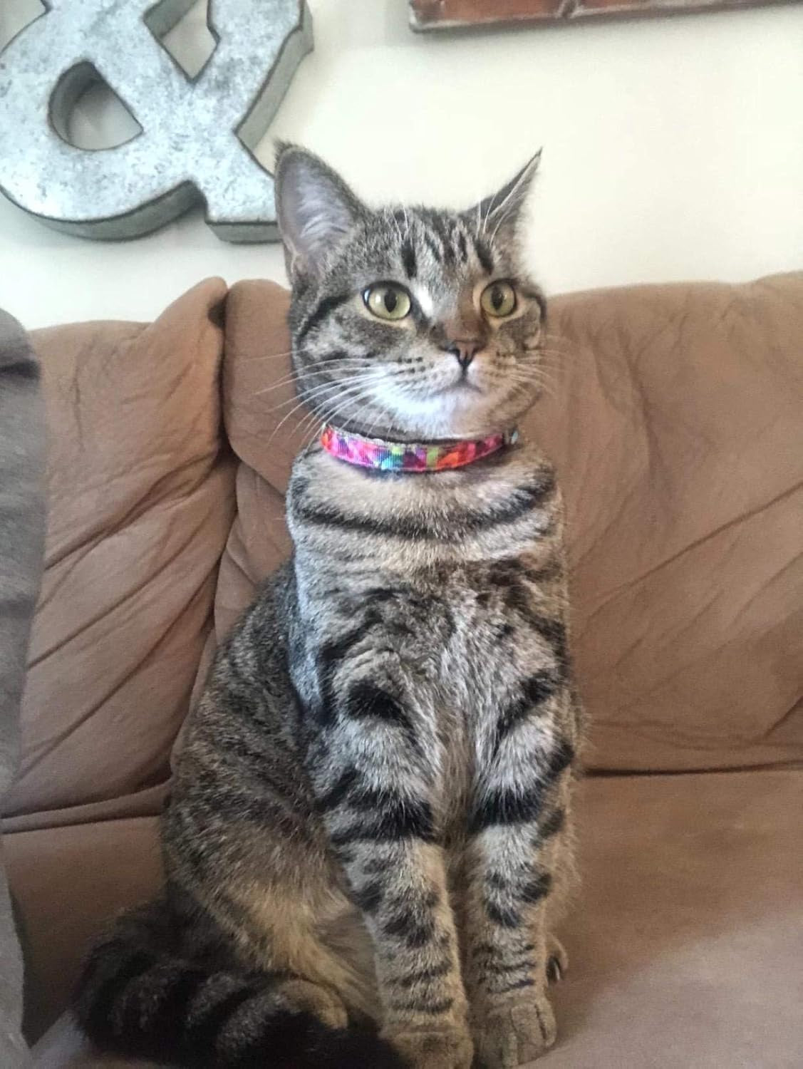 Pet Supplies, (Kaleidoscope Diamond) Cat Collar, Dog Collar, Cat Leash, Dog Leash, Cat Harness, Dog Harness, Small Dog Collar, Medium Dog Collar, Large Dog Collar (Pet Collar, XXS)