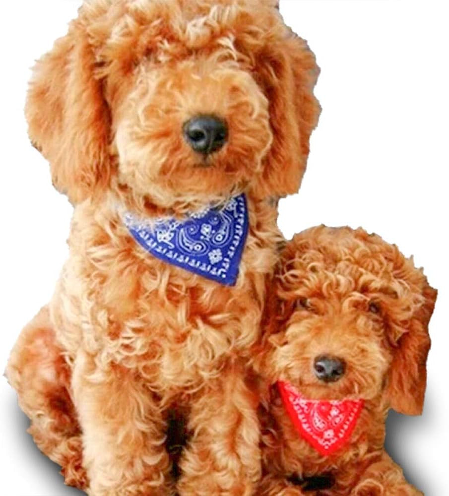 Dog Collar for Small Dogs (Pink)